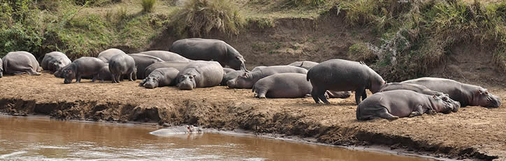 selous National Park