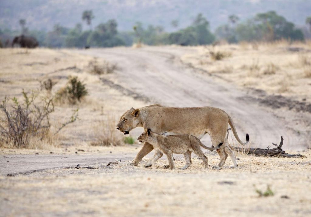 Ruaha national park