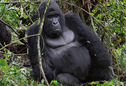 3 days Uganda Gorilla Tour