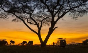 Sunset safaris at Tarangire National Park