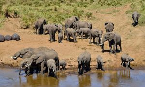 Herd of elephants at Tarangire National Park
