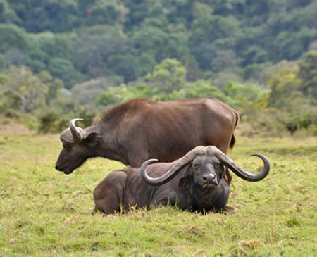 Uganda wildlife safari -National-Park