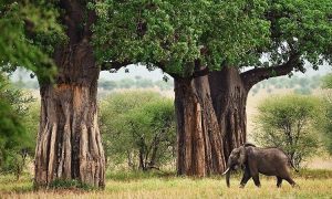 Tarangire national park