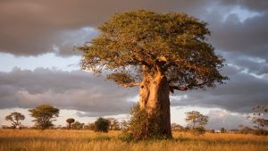 Boabab tree at Tarangire National Park