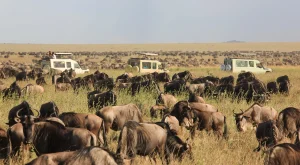 Game drive in Masai Mara