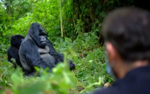 Gorilla trekking in Mgahinga National Park