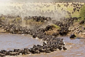River crossing Masai Mara