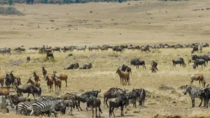 herbivores at Masai Mara