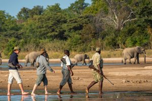 Walking safaris at Tarangire National Park