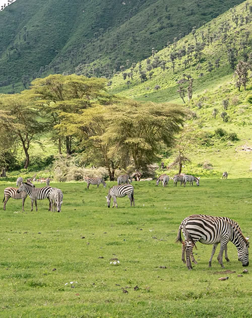 6-Day Tanzania Self-Drive SafariTarangire Ngorongoro