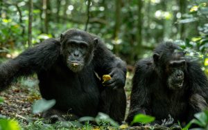Chimpanzee trekking in Kibale Forest National Park