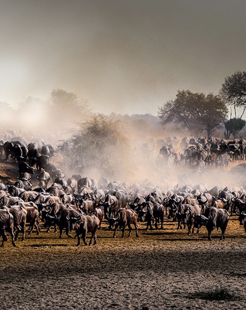 30 Days Across Tanzania's Wild South and West, Dar to Katavi