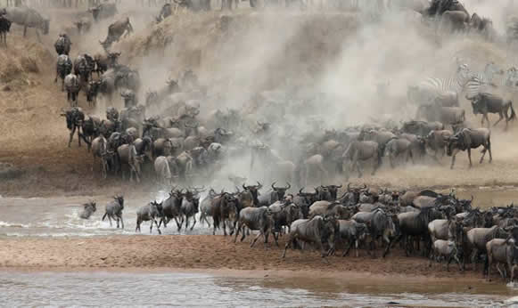 The Great Wildebeest Migration in Tanzania’s Serengeti National Park remains one of the most extraordinary wildlife spectacles on the planet.