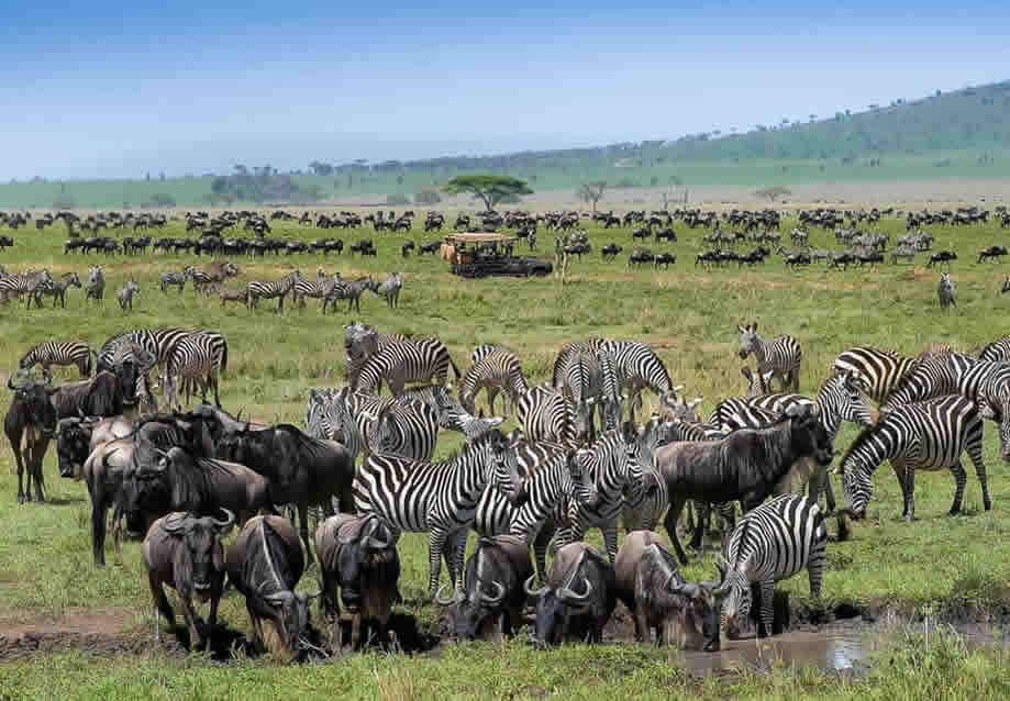 Understanding the Great Migration Cycle in Tanzania