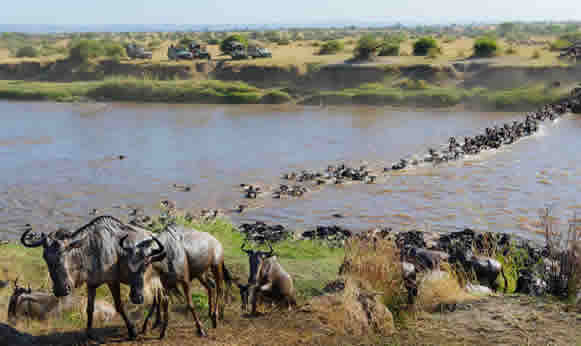 wildebeest-great-migration-mara-river-tanzania