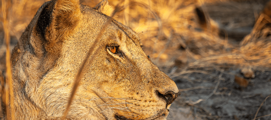 4×4 Adventures East Africa provides the most cost-effective, dependable, and trustworthy 4×4 car rental services. Are you intending to self-drive on your forthcoming safari to East Africa (Uganda, Rwanda, Kenya, Tanzania, Burundi and Beyond)